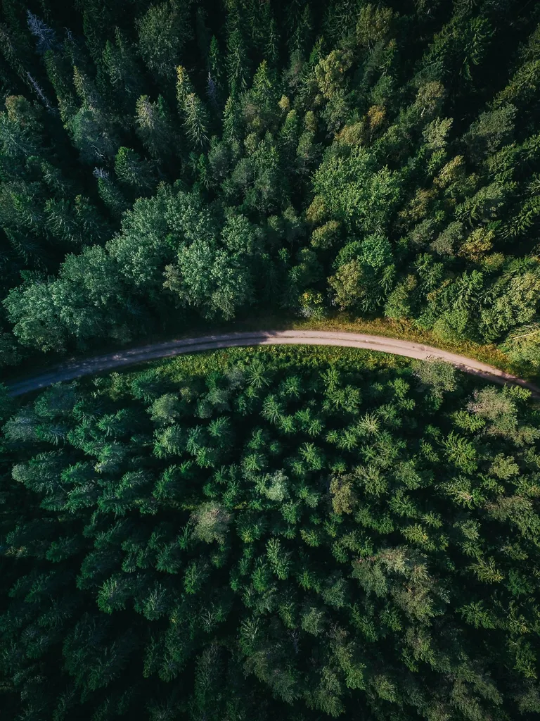 Top down of a pine forest